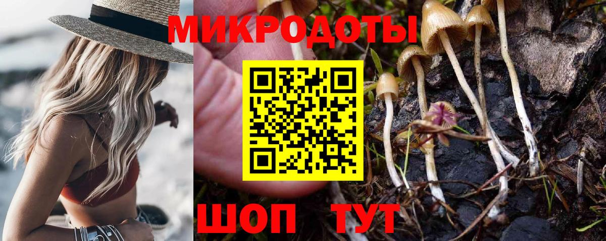 Галлюциногенные грибы Psilocybe Холмск
